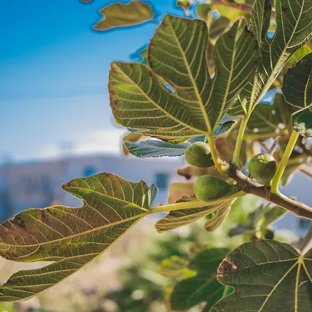 Slowing - Oceano Πόρτο Σάντο