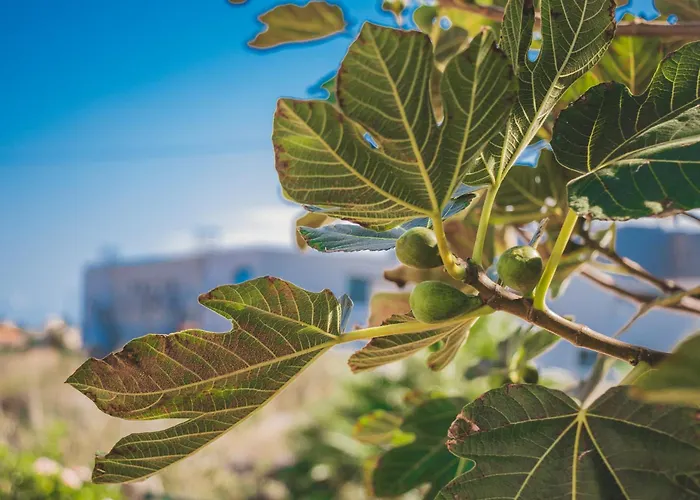 Slowing - Oceano Porto Santo